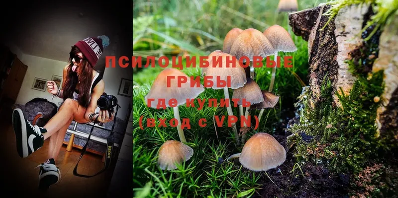 как найти закладки  Новороссийск  Псилоцибиновые грибы MAGIC MUSHROOMS 